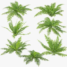 3D Ferns 01-07 model